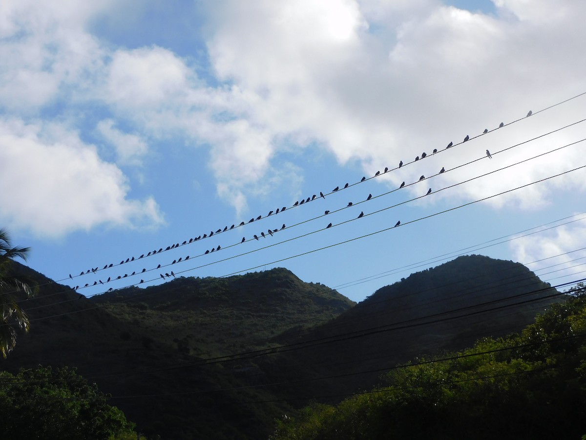 Caribbean Martin - ML642058707