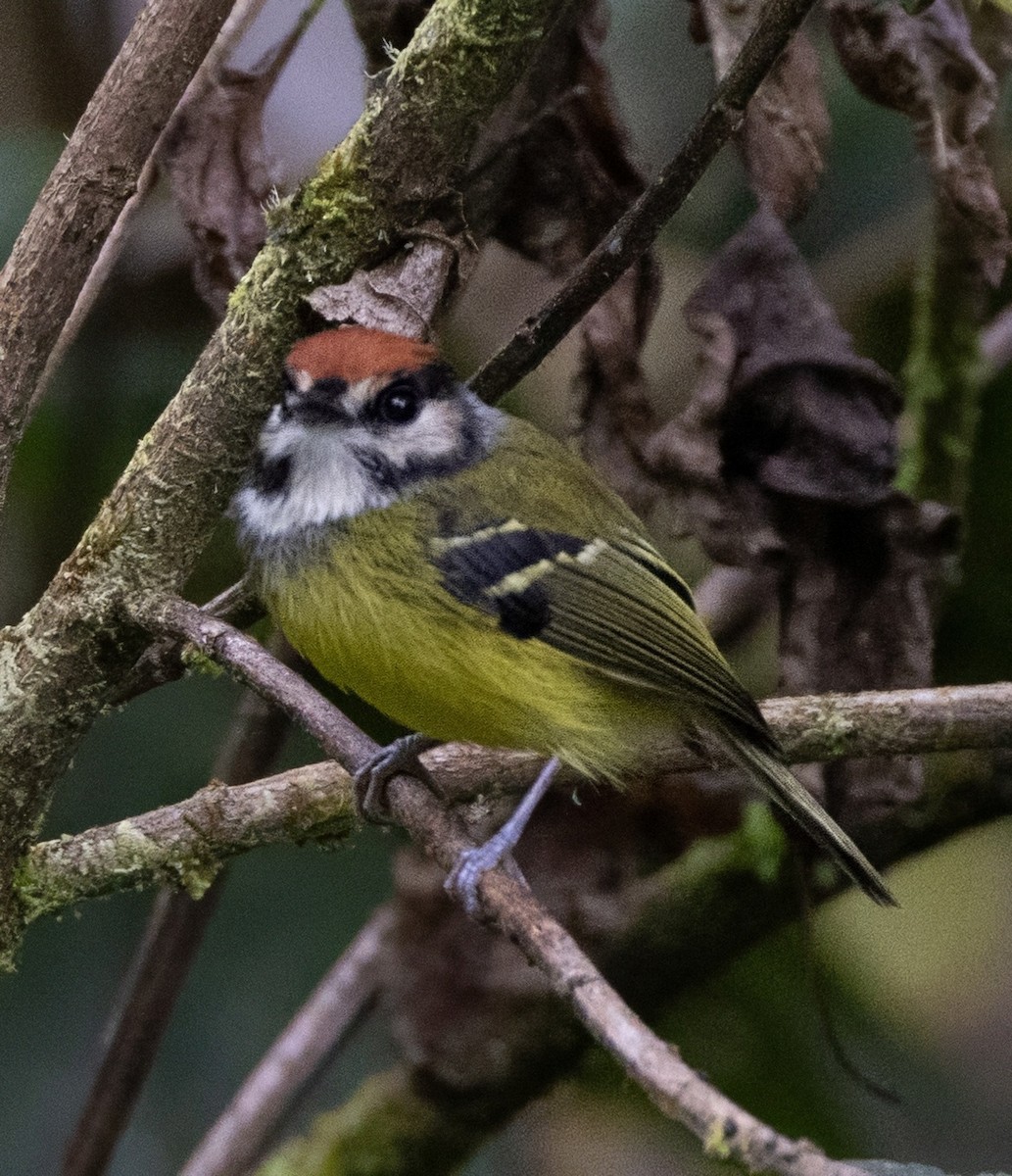 Rufous-crowned Tody-Flycatcher - ML642058708