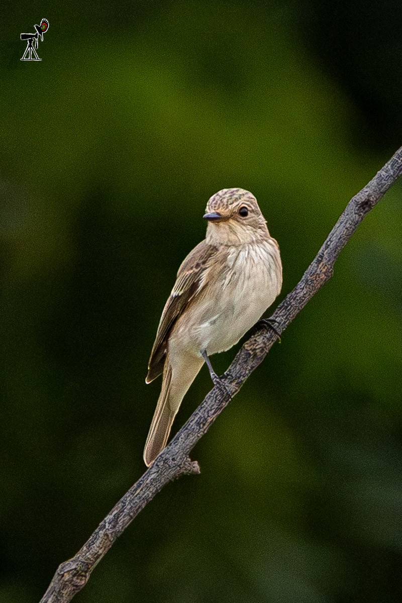 Euli-txori grisa - ML642058710