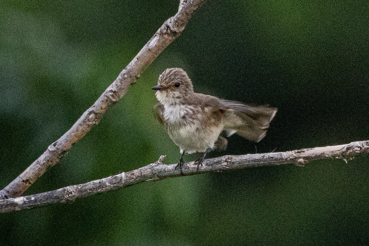 Euli-txori grisa - ML642058711