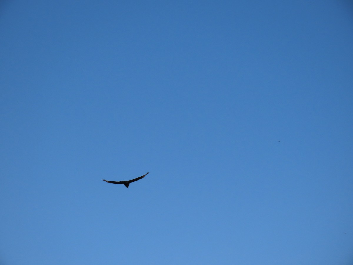 Black Vulture - ML642058725