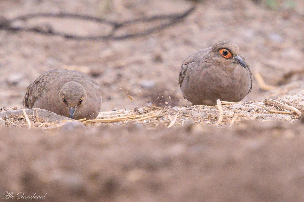 Bare-faced Ground Dove - ML642058731
