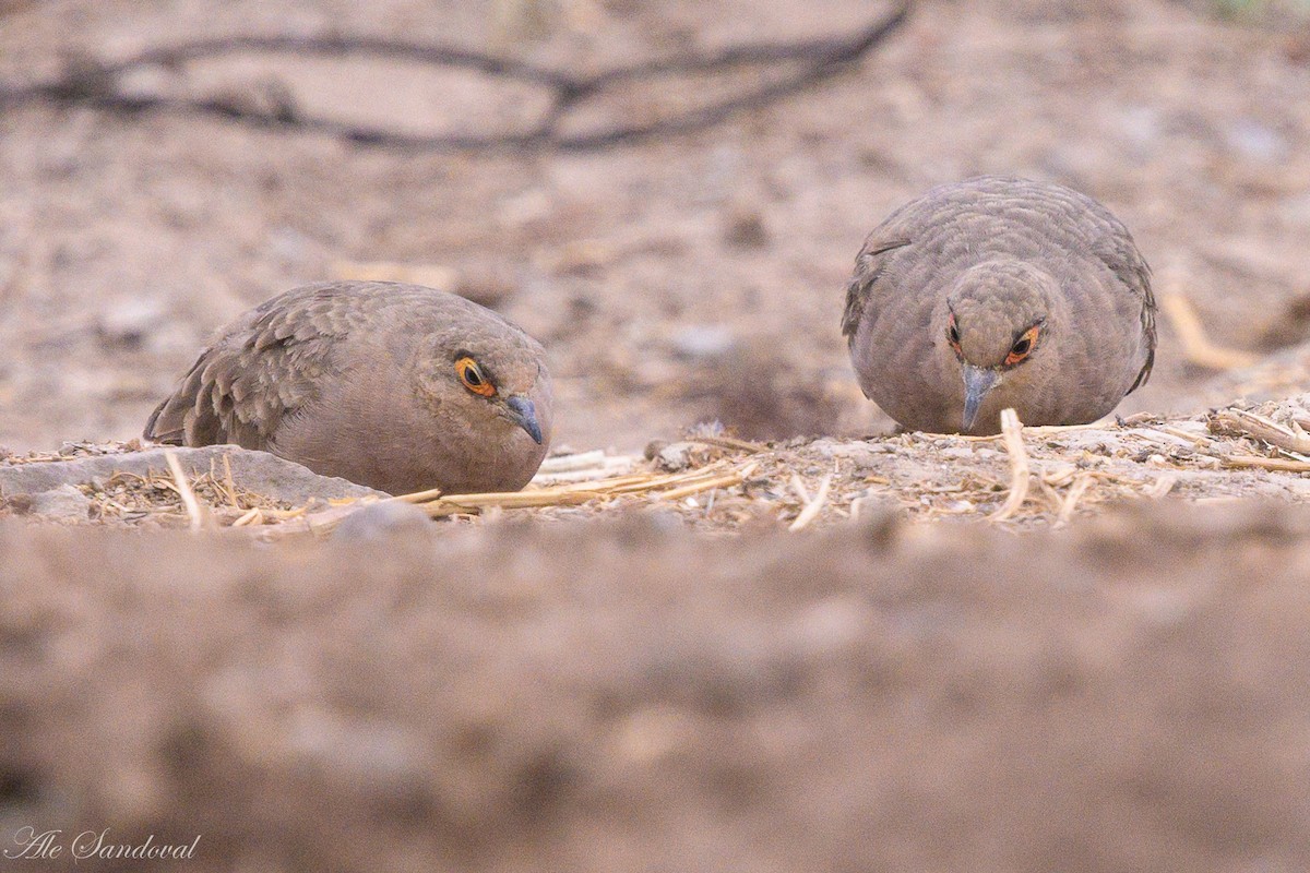 Bare-faced Ground Dove - ML642058732