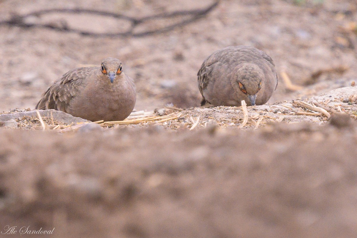 Bare-faced Ground Dove - ML642058733