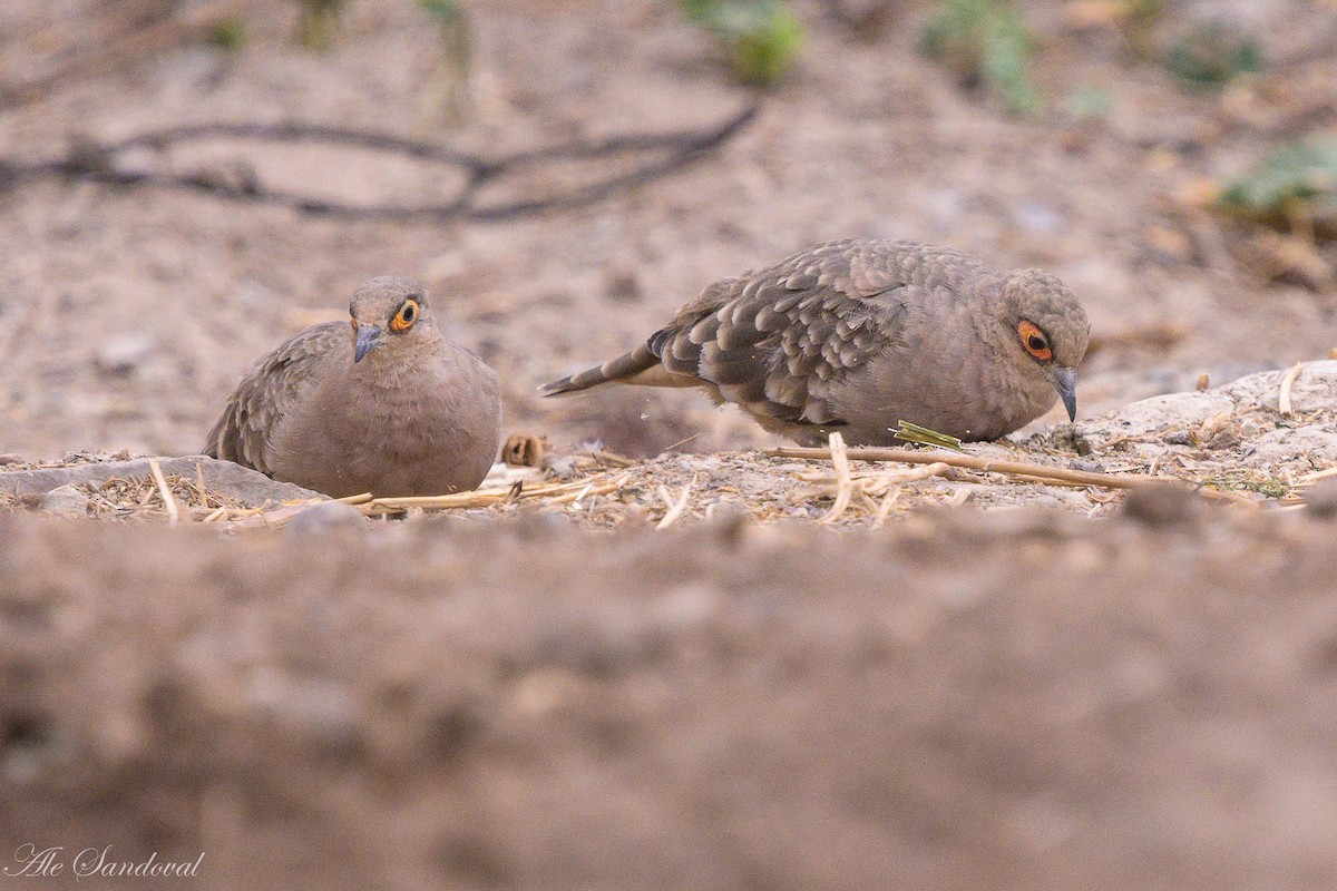 Bare-faced Ground Dove - ML642058737