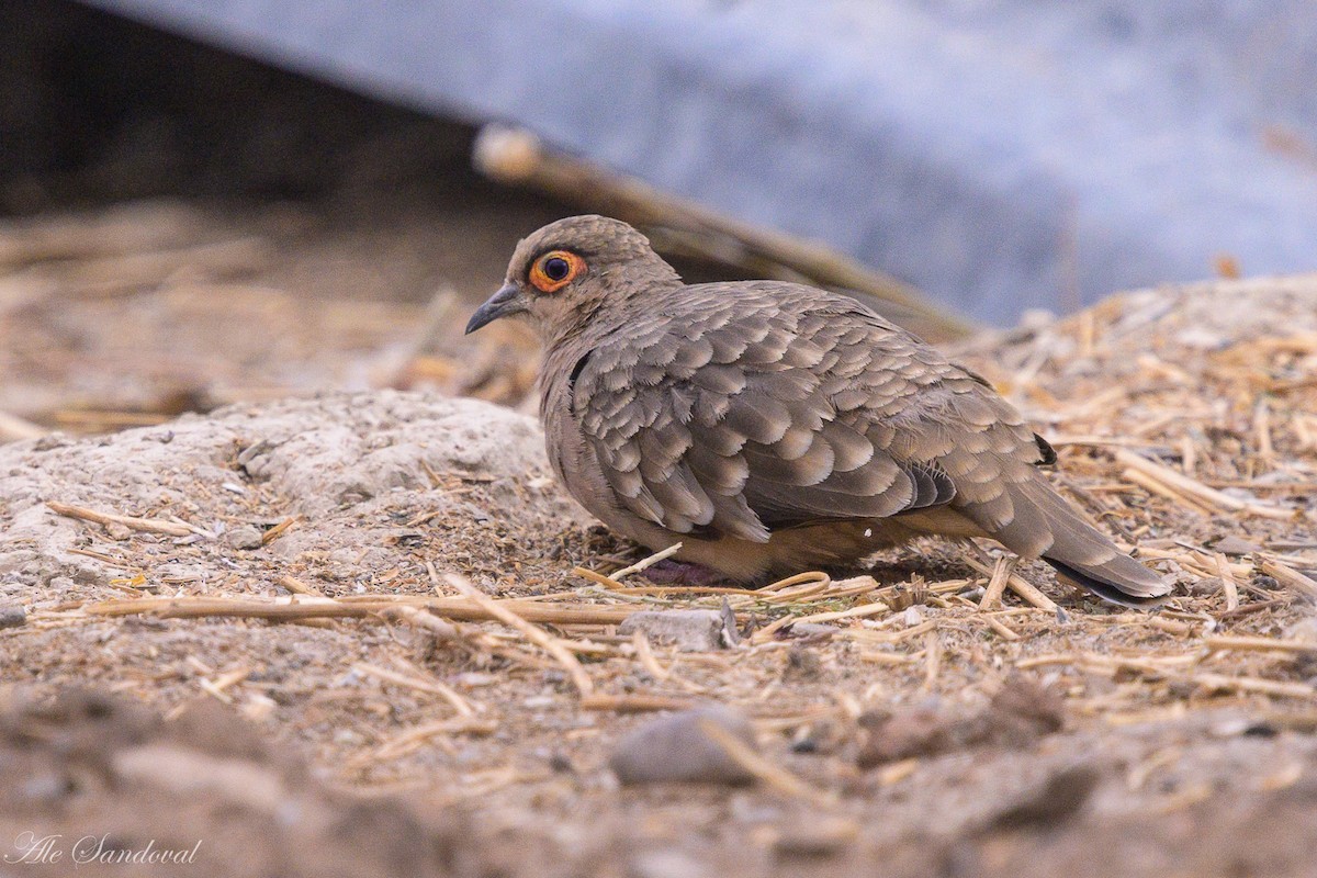 Bare-faced Ground Dove - ML642058741