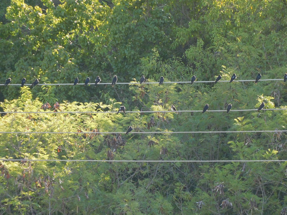 Caribbean Martin - ML642058763