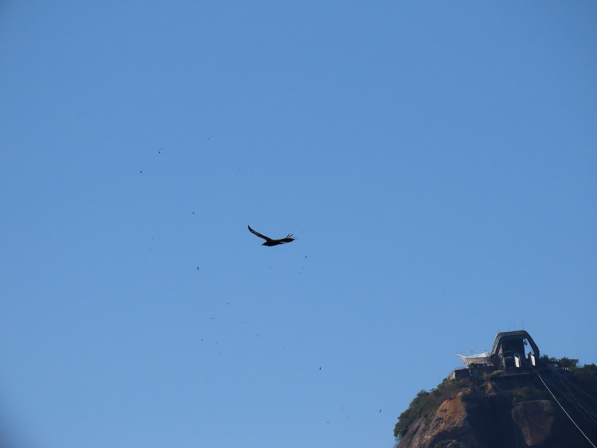 Black Vulture - ML642058770