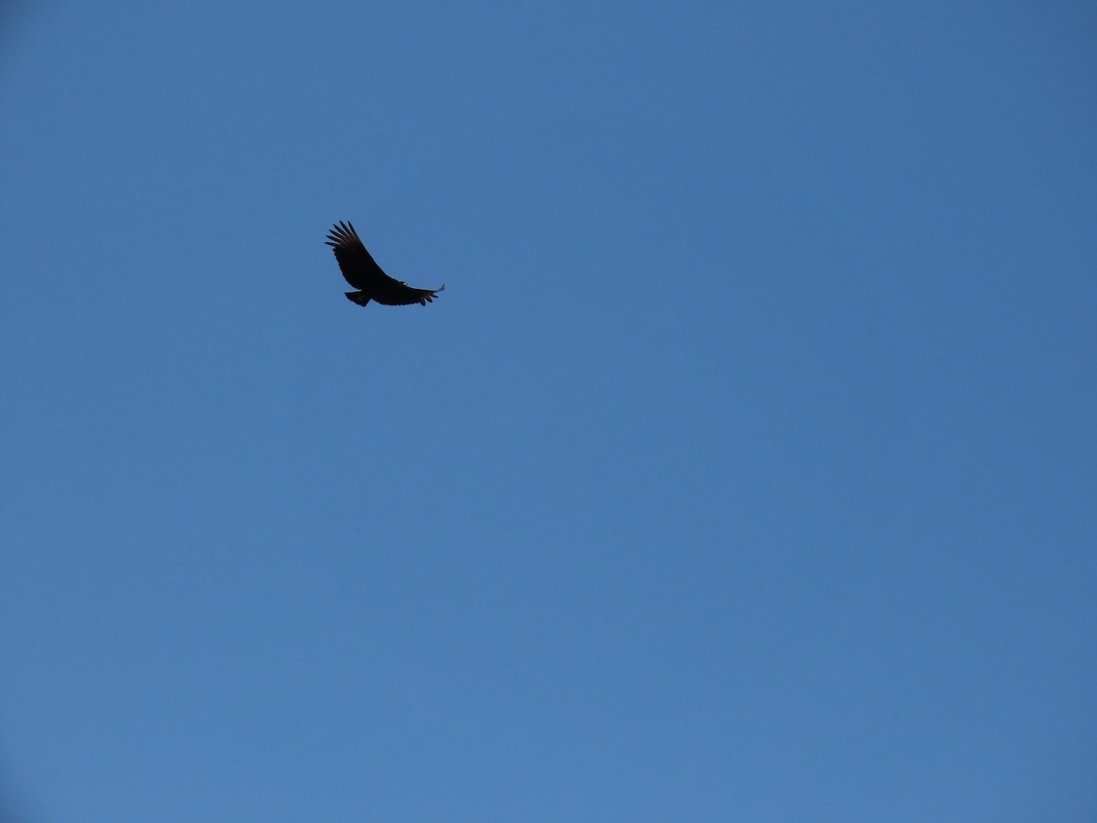 Black Vulture - ML642058799