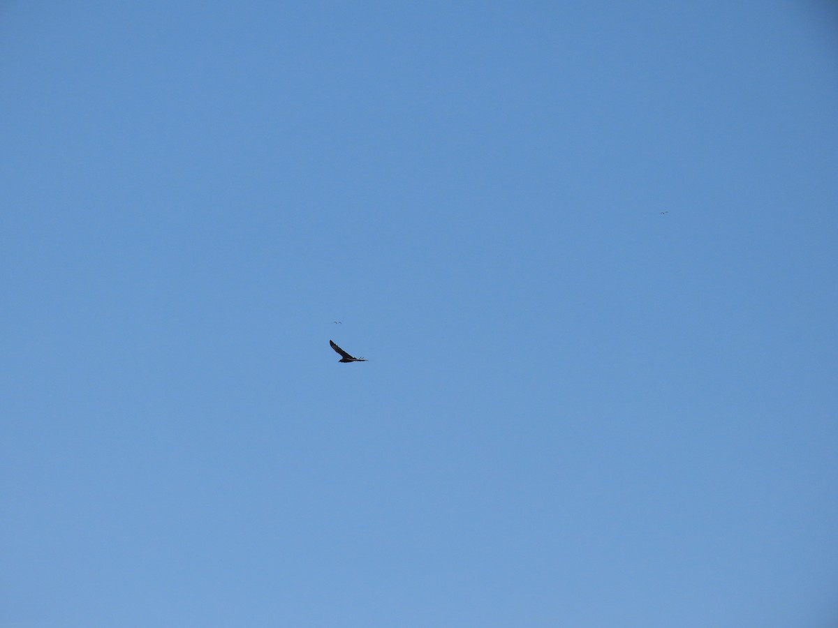 Black Vulture - ML642058815