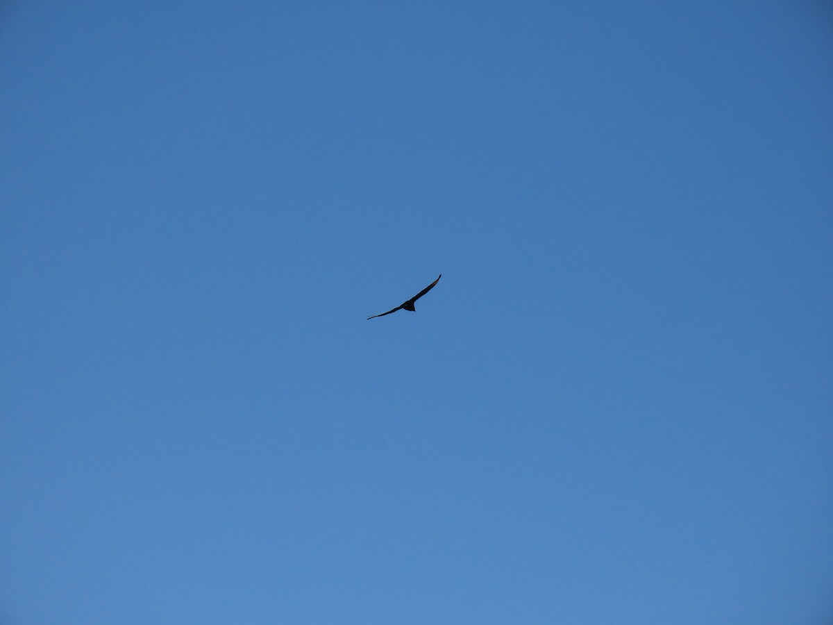 Black Vulture - ML642058830