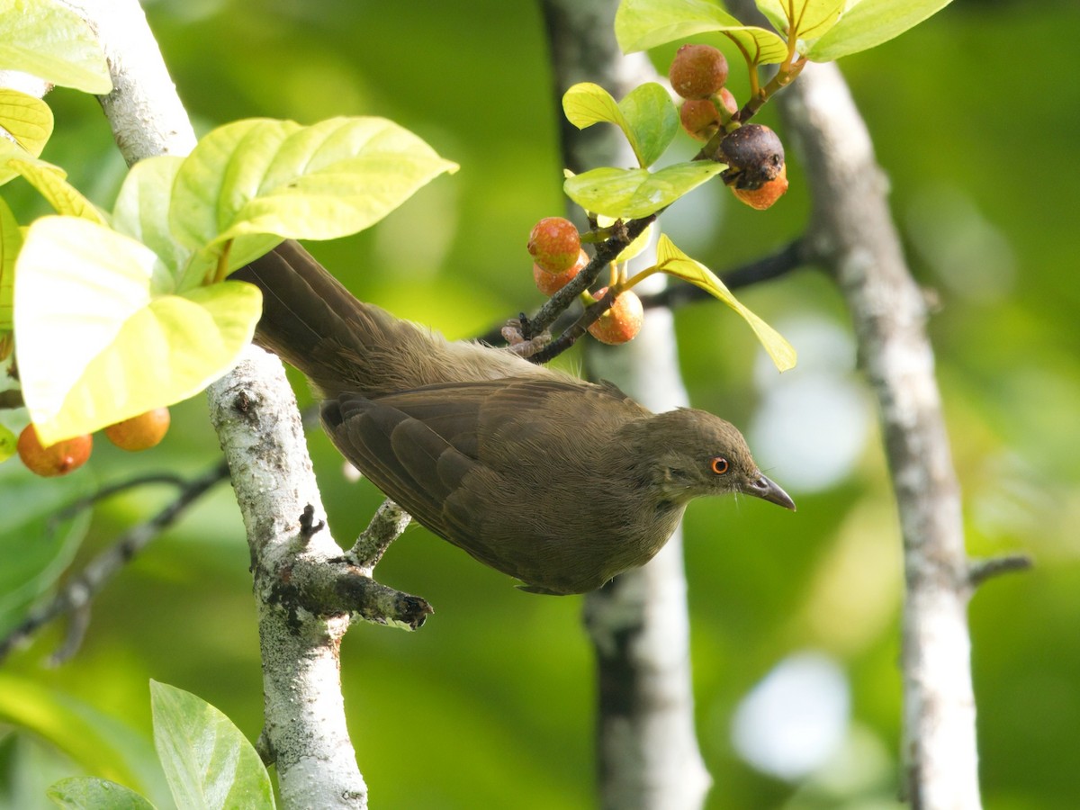 Red-eyed Bulbul - ML642058835