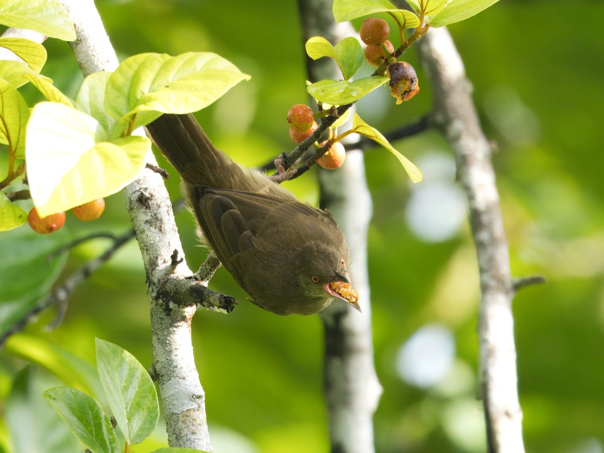Red-eyed Bulbul - ML642058836