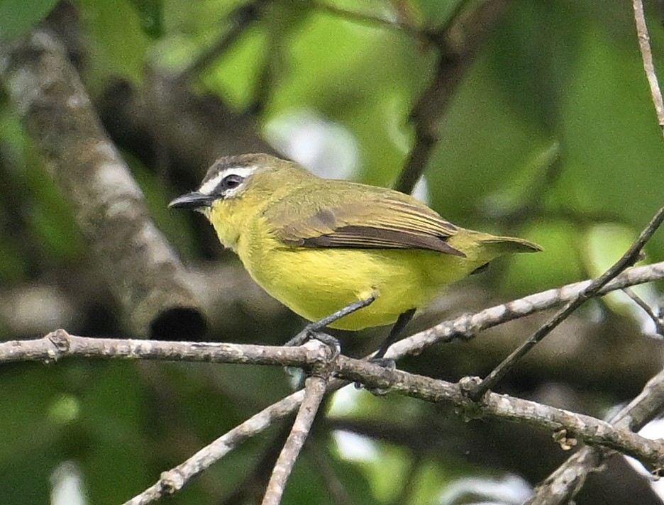 Brown-capped Tyrannulet - ML642058837