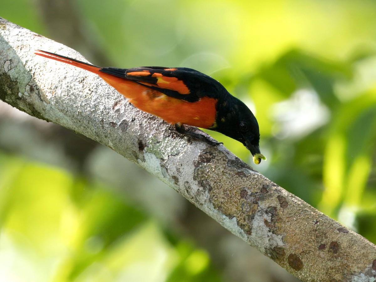 Minivet Escarlata - ML642058849