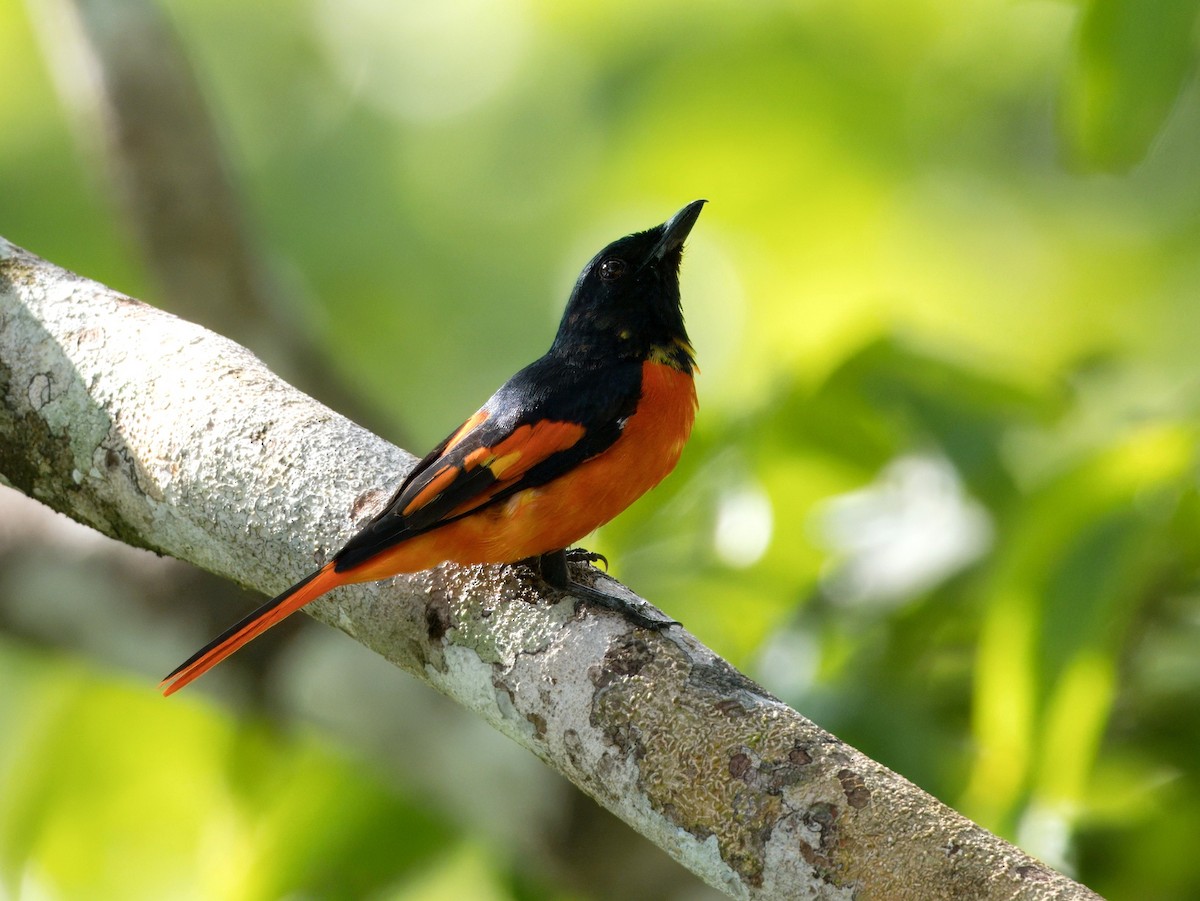 Minivet Escarlata - ML642058850