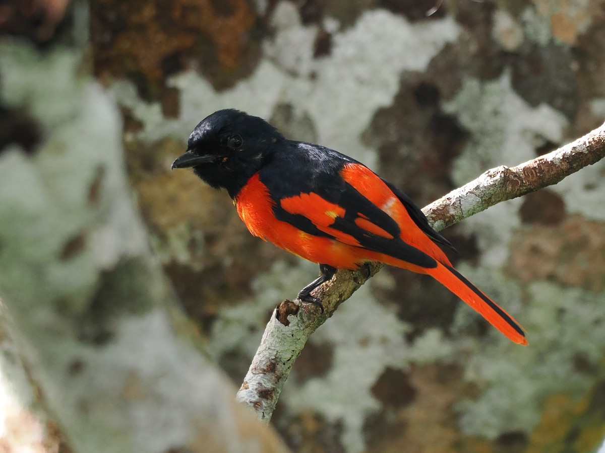 Minivet Escarlata - ML642058853