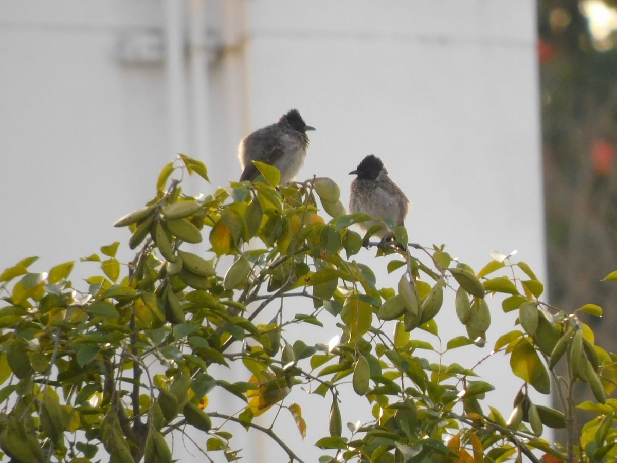 Red-vented Bulbul - ML642058864