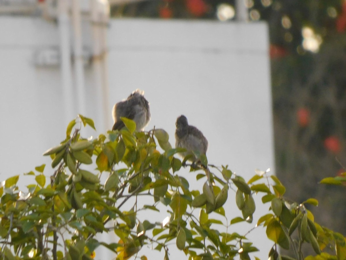 Red-vented Bulbul - ML642058865