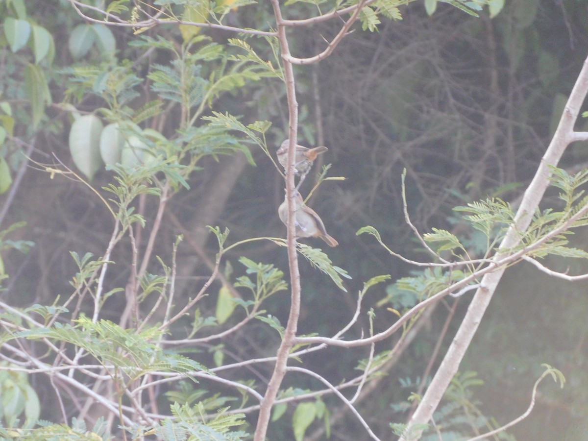 Lesser Antillean Bullfinch - ML642058867