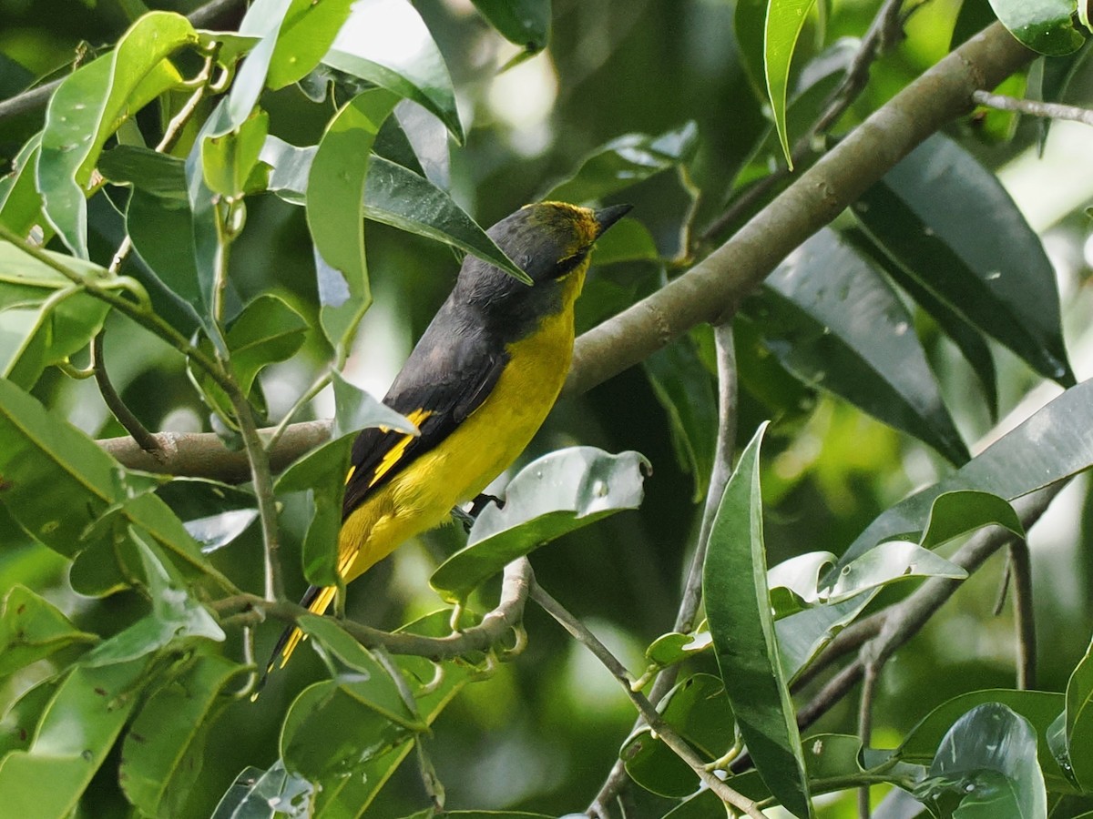 Minivet Escarlata - ML642058872