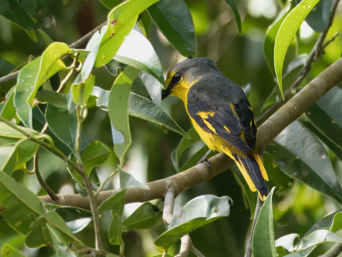 Minivet Escarlata - ML642058873