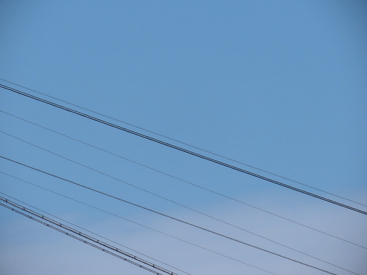 Black Vulture - ML642058889