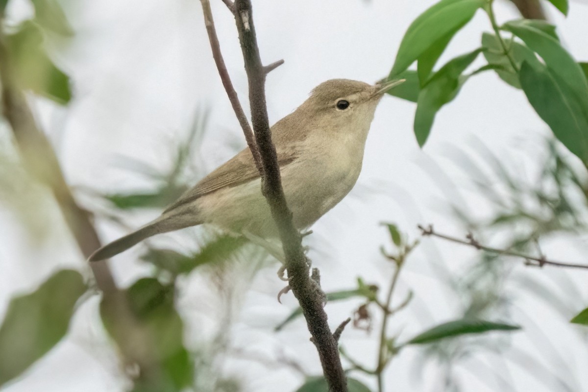 Eastern Olivaceous Warbler - ML642058891