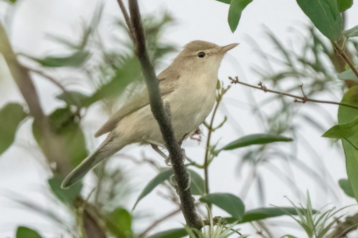 Eastern Olivaceous Warbler - ML642058892