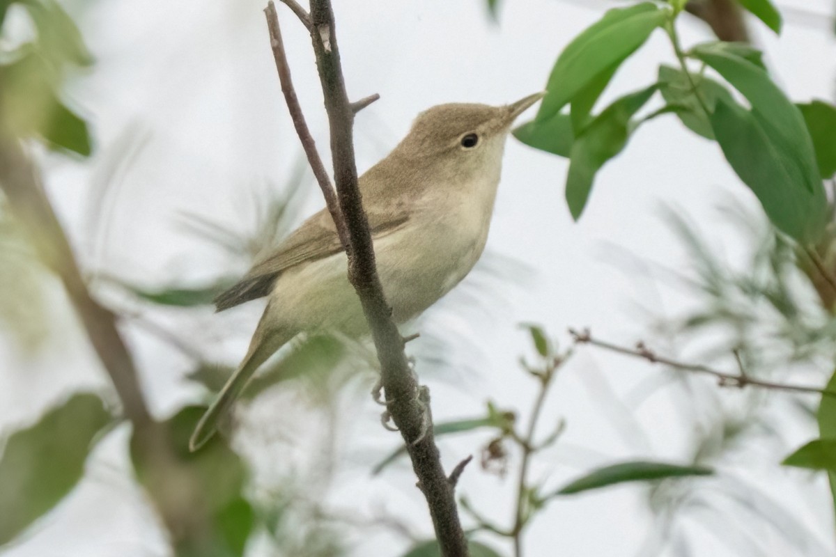 Eastern Olivaceous Warbler - ML642058893
