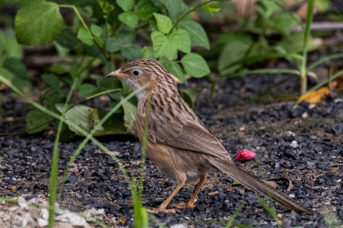 Common Babbler - ML642058896
