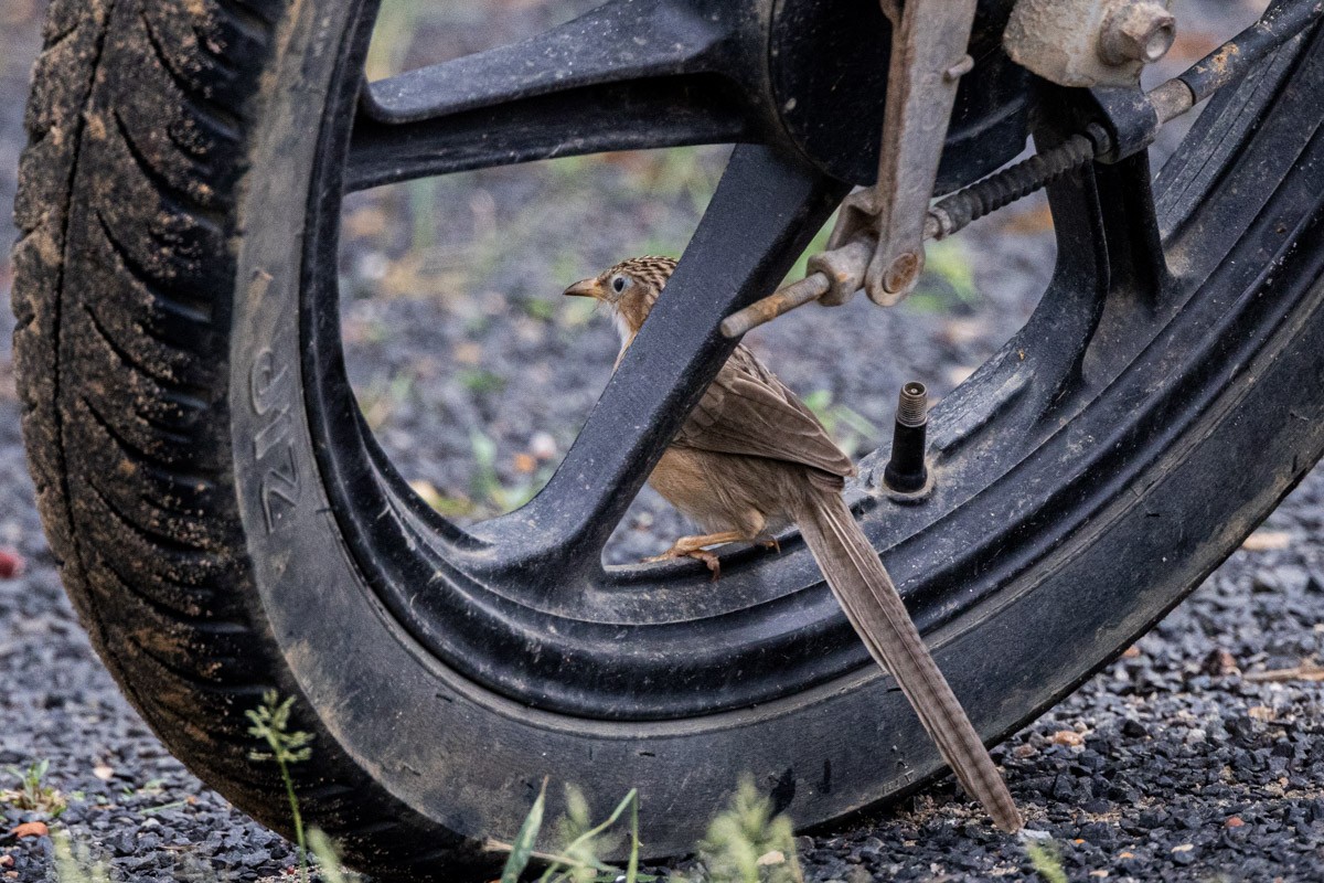 Common Babbler - ML642058897