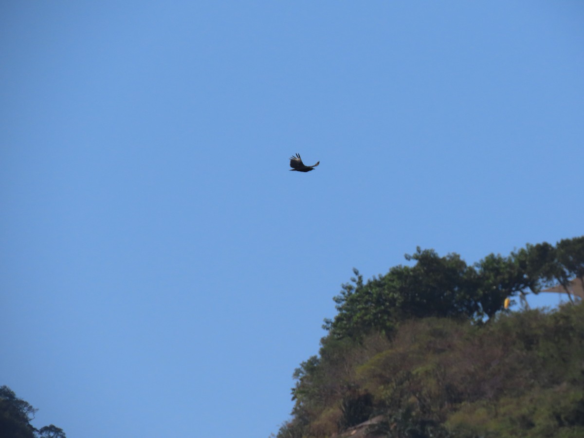 Black Vulture - ML642058903