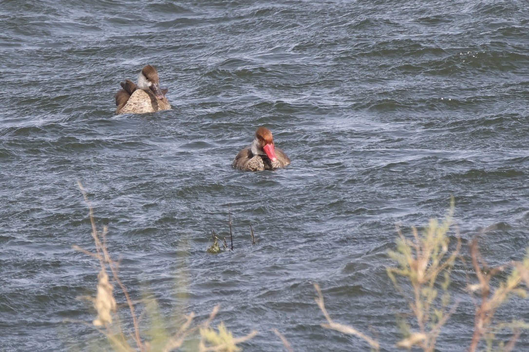 Red-crested Pochard - ML642058910
