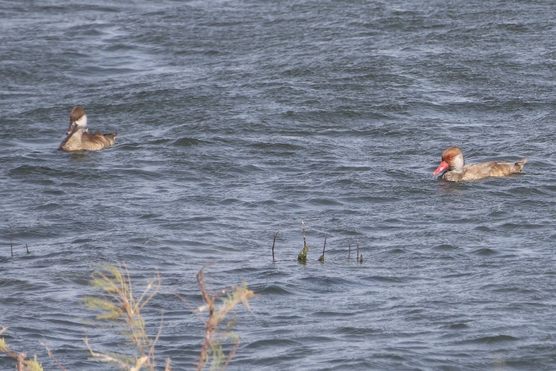 Red-crested Pochard - ML642058911