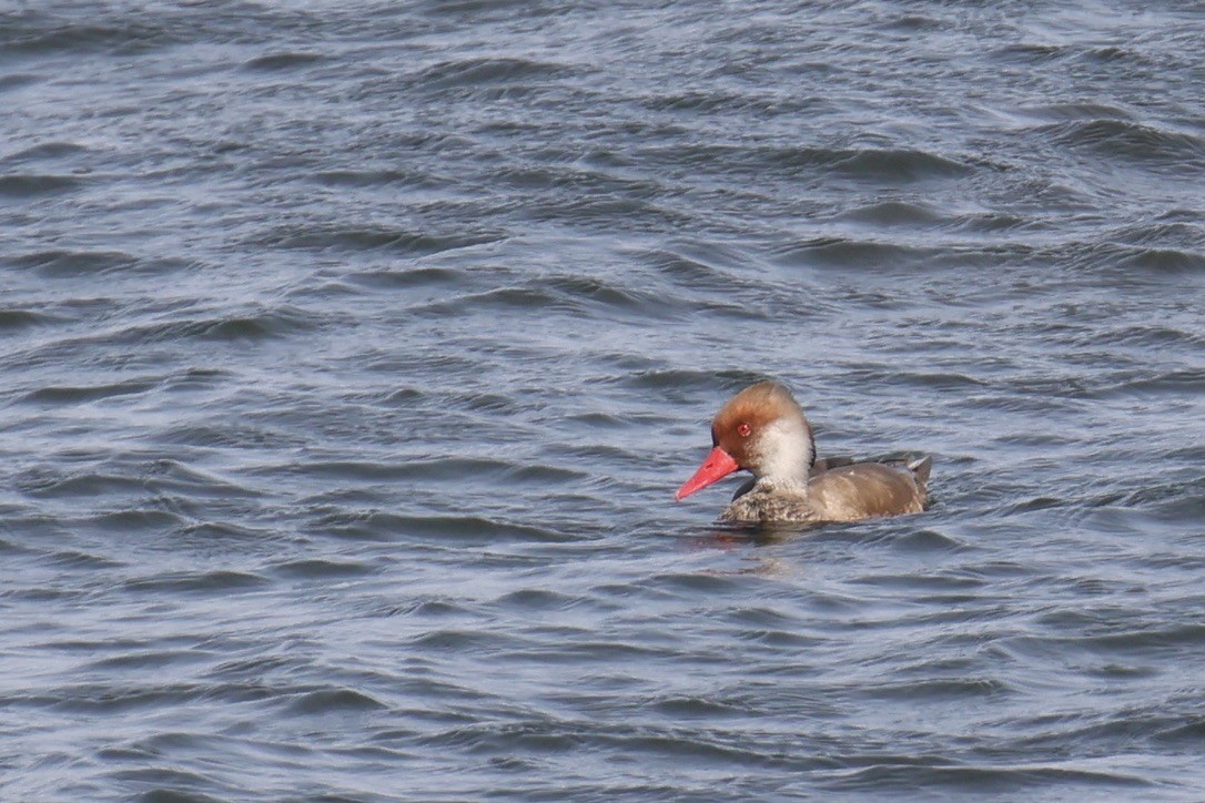 Red-crested Pochard - ML642058912