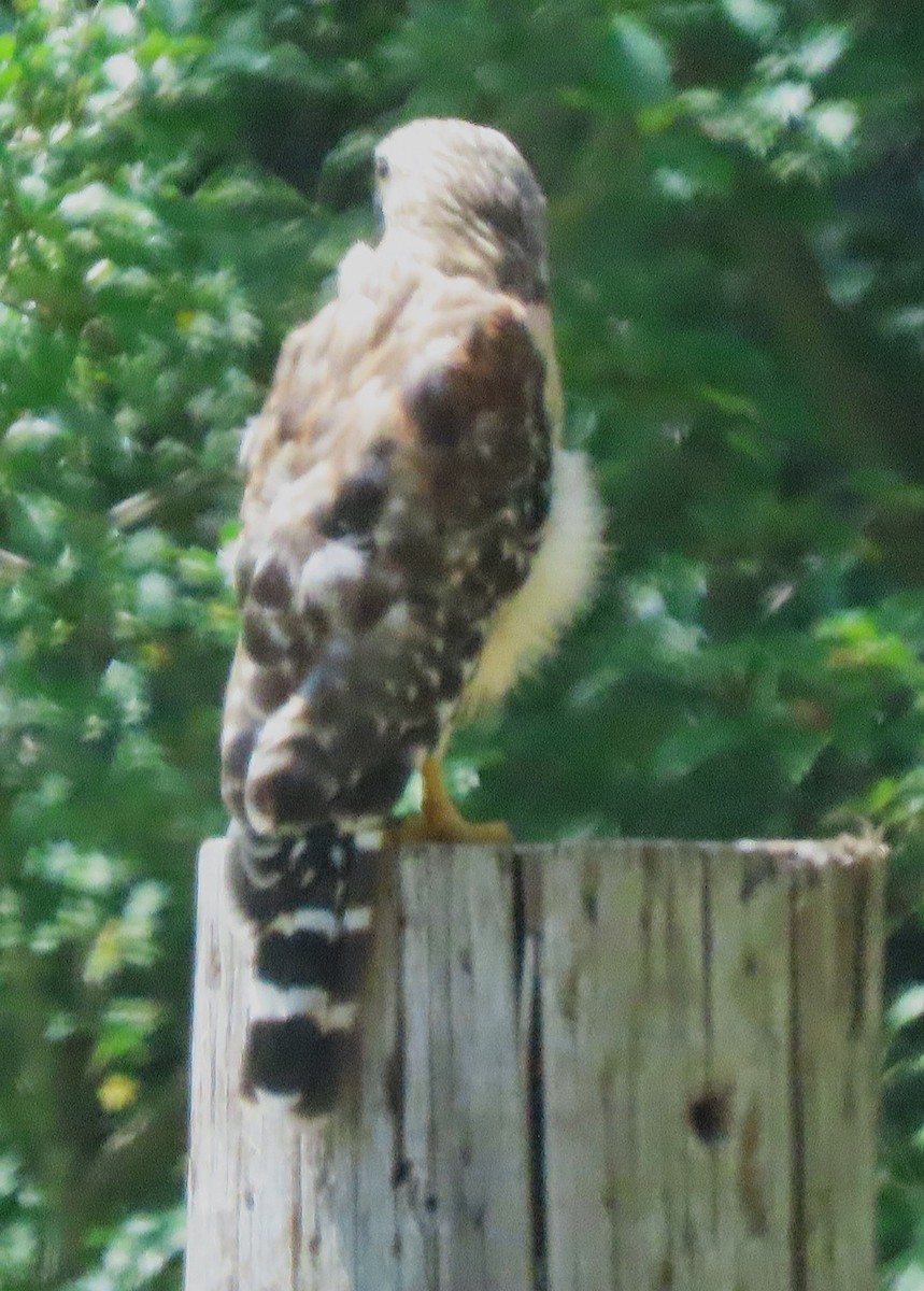 Red-shouldered Hawk - ML642058925