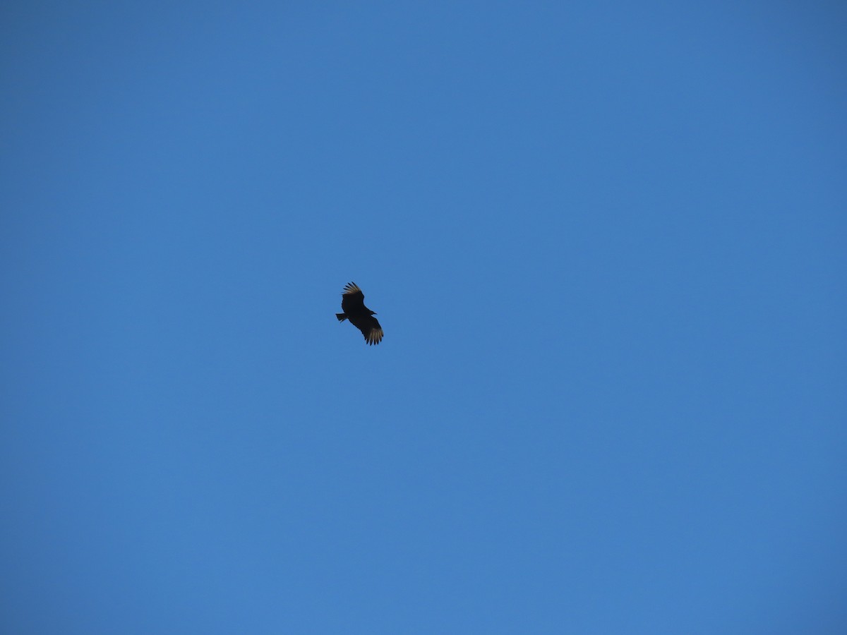 Black Vulture - ML642058928