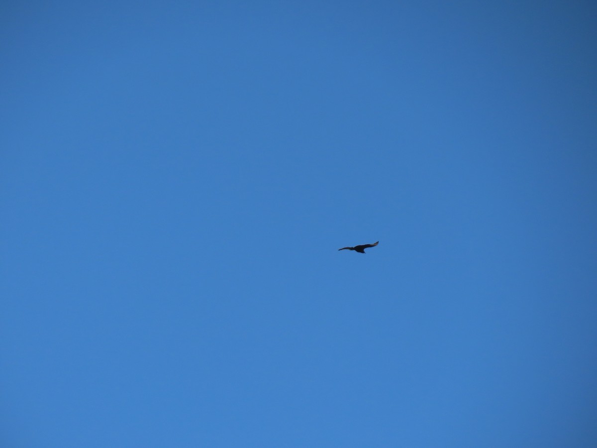 Black Vulture - ML642058940