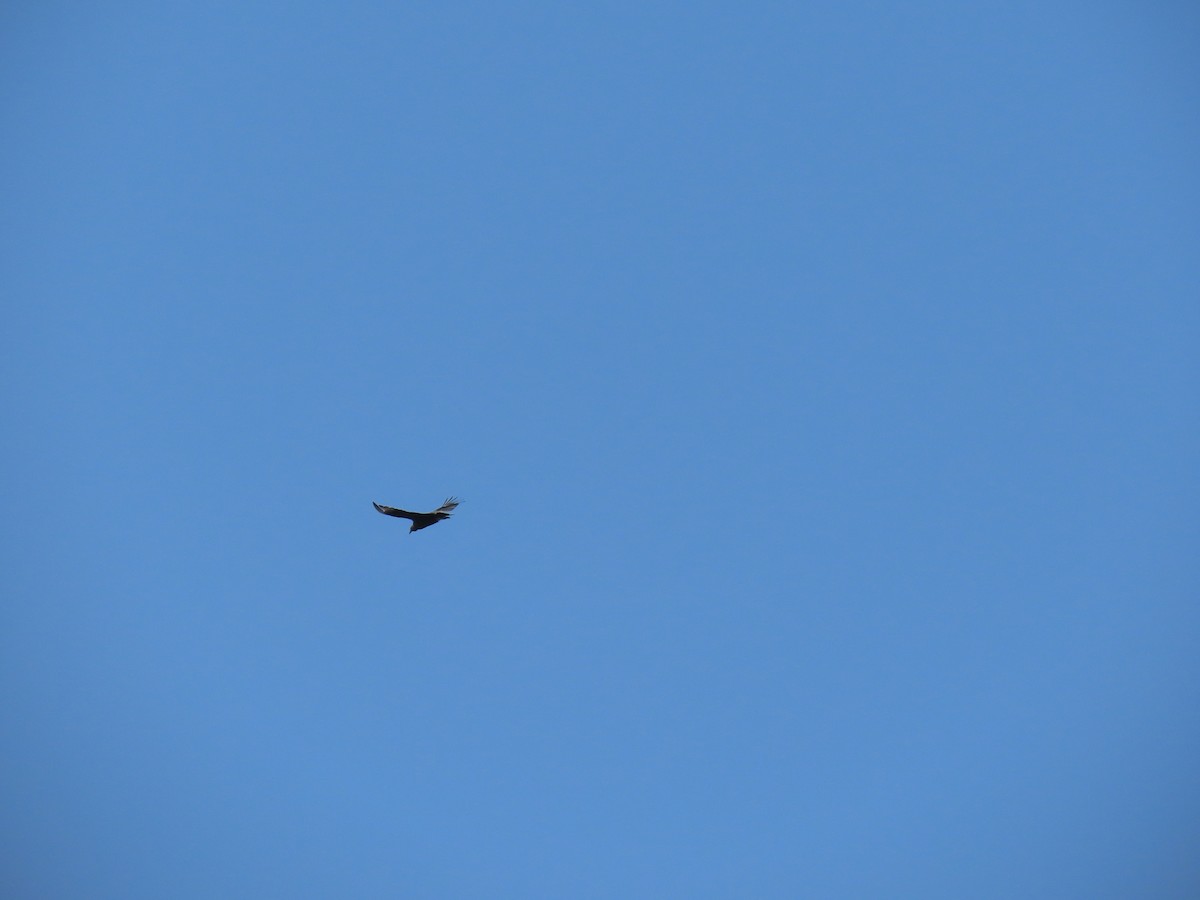 Black Vulture - ML642058954