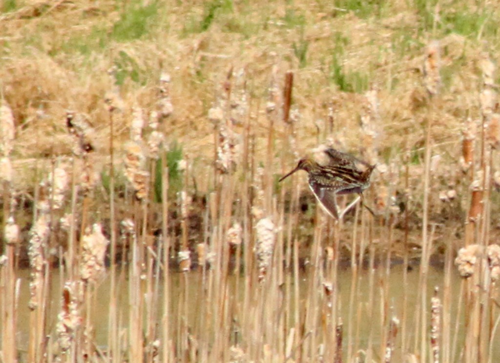 Wilson's Snipe - ML642058960