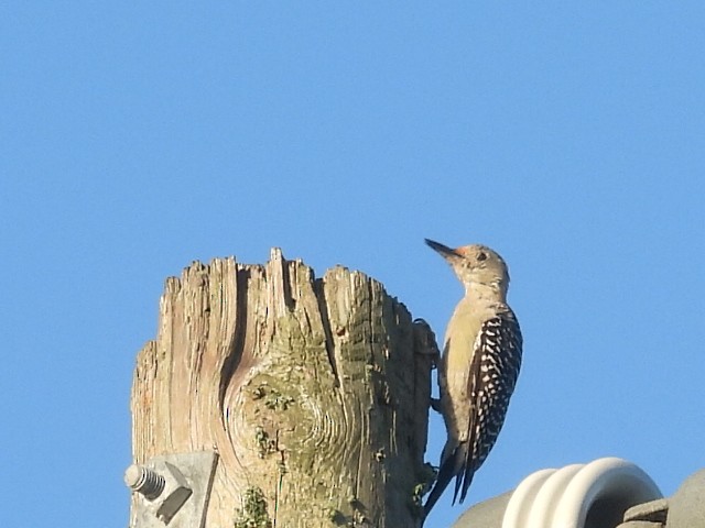 Red-bellied Woodpecker - ML642058980