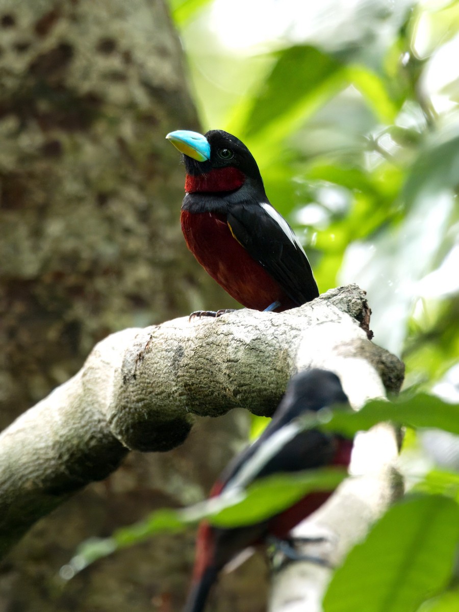 Black-and-red Broadbill - ML642058981