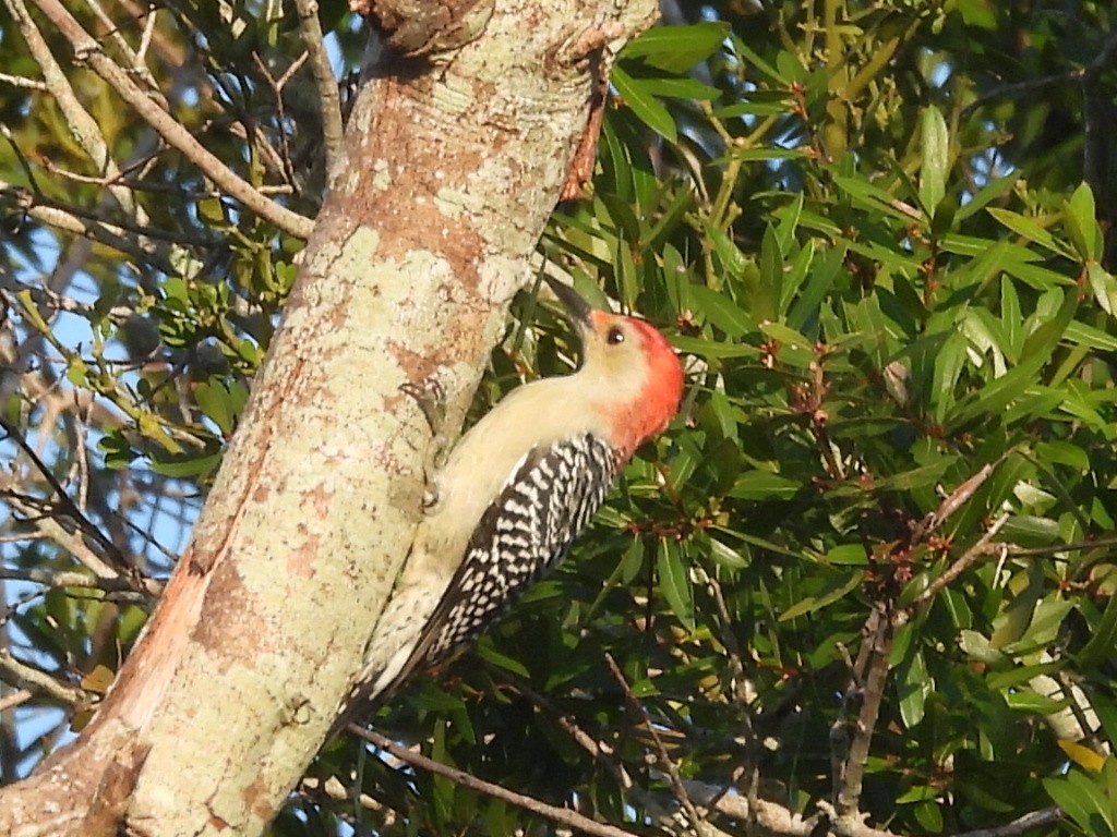 Red-bellied Woodpecker - ML642058984