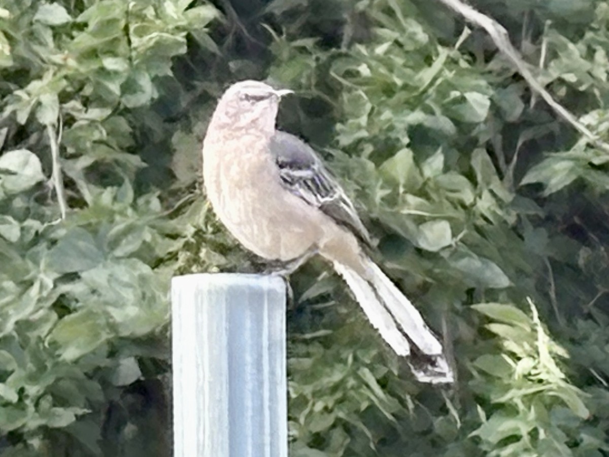 Northern Mockingbird - ML642058986
