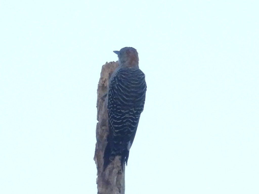 Red-bellied Woodpecker - ML642058987