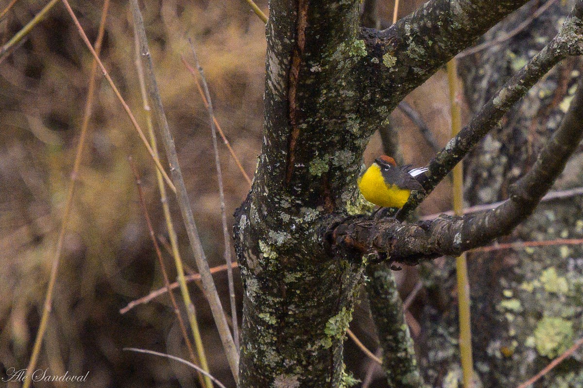 Brown-capped Redstart - ML642059001