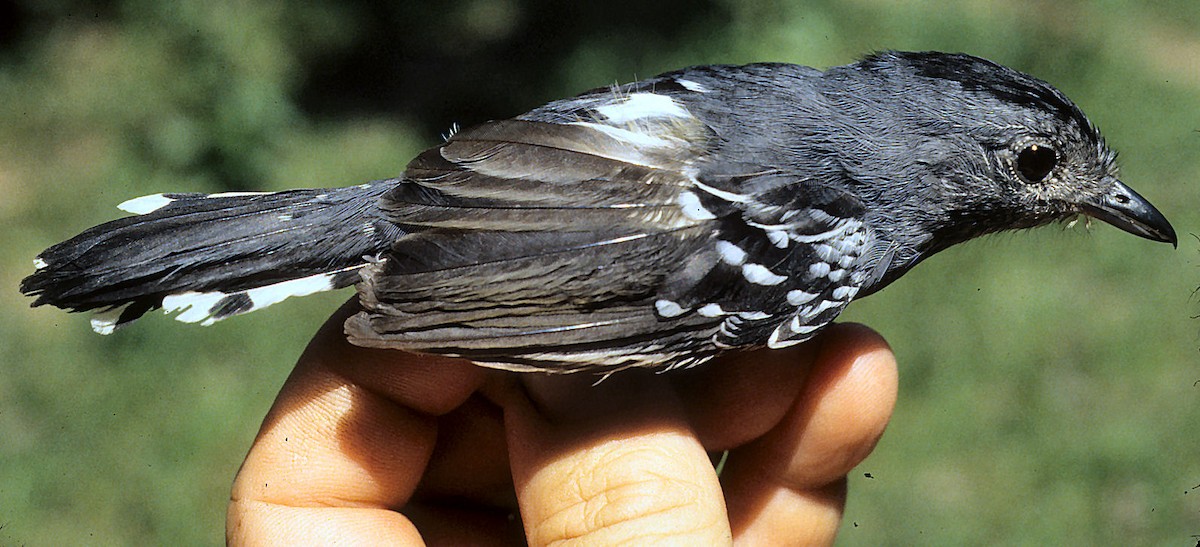 Variable Antshrike - ML642059002