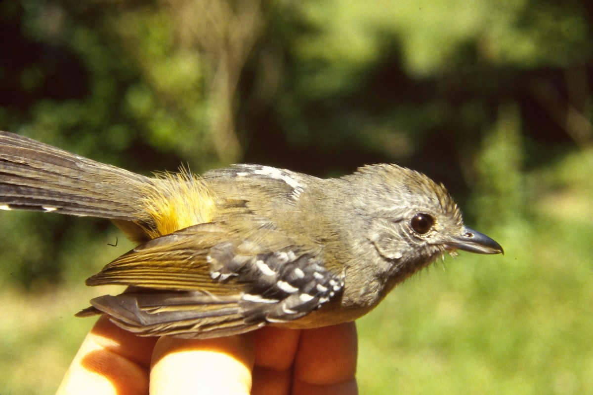 Variable Antshrike - ML642059003