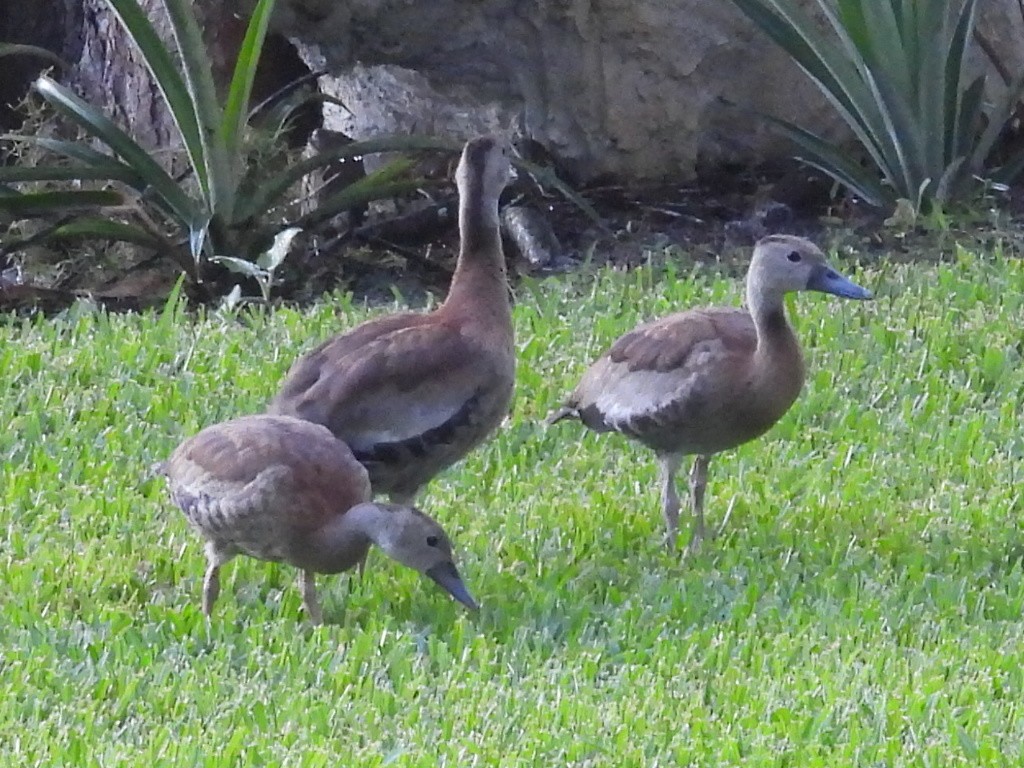 Black-bellied Whistling-Duck - ML642059007